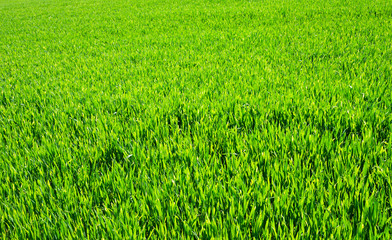 Green lawn for background