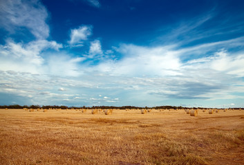 Fototapeta premium straw bales on a field