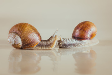 snail, Bright, shell, sticky