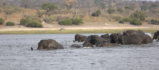 Wild african elephants swimming across a river