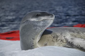 Wandcirkels aluminium Leopard seal in Antarctica © alekseev