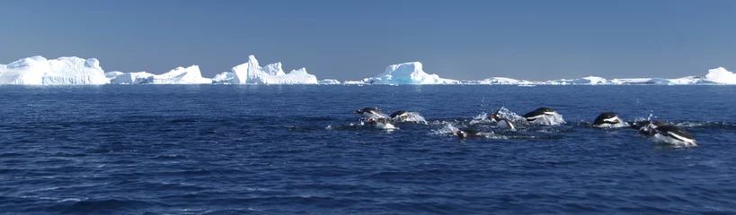 Zelfklevend Fotobehang Pinguïn duiken in de buurt van de ijsbergen (Antarctica) © alekseev