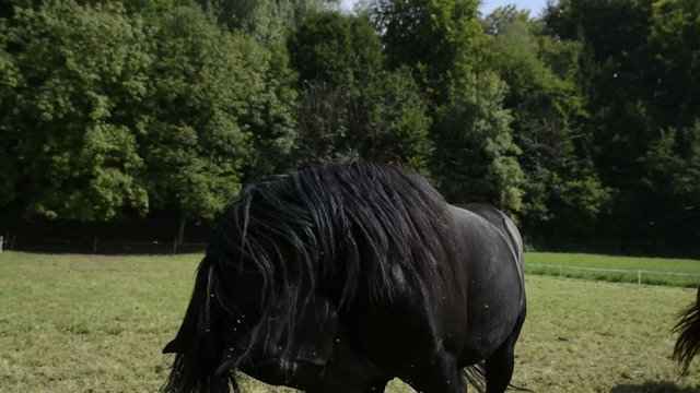 black horse