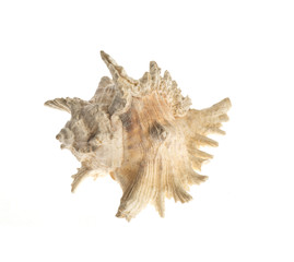Conch shell isolated on white