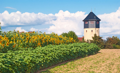 Sonnenblumenfeld am historischen Wsserturm von Bad Soden