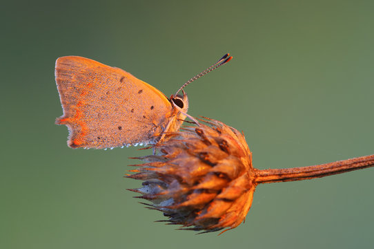 Farfalla
