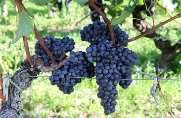 gappes de raisin noir dans les vignes du bordelais