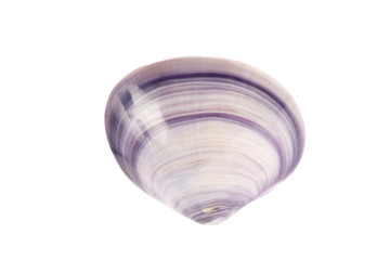 sea shell isolated on white