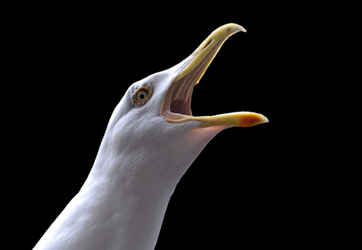 Screaming seagull isolated against a black background