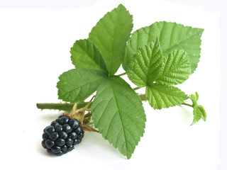Blackberry (Rubus fruticosus) - obrazy, fototapety, plakaty