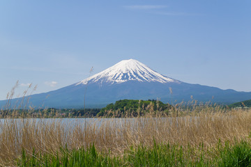 Mt. Fuji Seen From Kawaguchi Lake