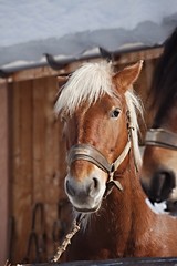 Horse on a farm