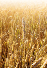 Gold wheat field