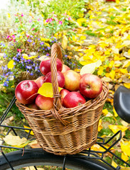 apples in wicker basket