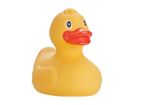 Yellow duck isolated on white background