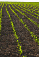 Fototapeta na wymiar Green corn field growing up