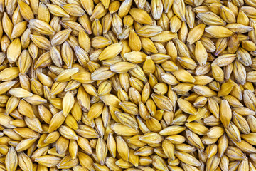 Natural oat grains background, closeup