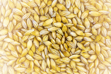 Obraz premium Natural oat grains background, closeup