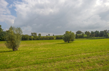 Fototapeta premium Meadow in sunlight in summer