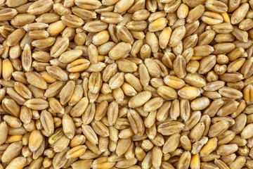 Wheat background view from the top close up