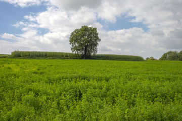 Fototapeta na wymiar Corn growing on a field in summer