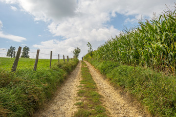 Fototapeta na wymiar Path through a field in summer