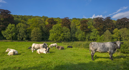 Cows in a meadow in summer