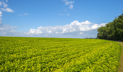 Vegetables growing on a field in summer