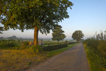 Cows in a meadow at dawn in summer
