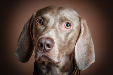 Cane di razza Weimaraner