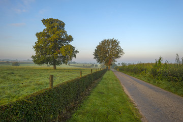 Fototapeta na wymiar Tree along a road at dawn in summer