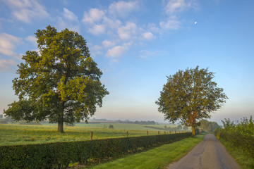 Tree along a road at dawn in summer