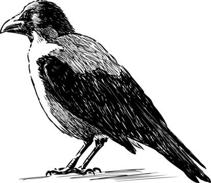 crow watching