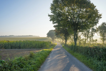 Fototapeta na wymiar Trees along a road at sunrise in summer