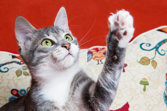 Gatto sul divano