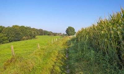 Path along a field with corn in summer