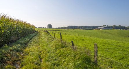 Path along a field with corn in summer © Naj
