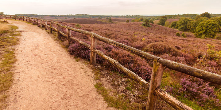 Blooming heathland with hiking trail