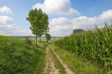Fototapeta na wymiar Road through a field with corn and trees