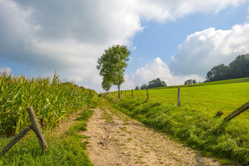 Fototapeta na wymiar Dirt road through the countryside in summer