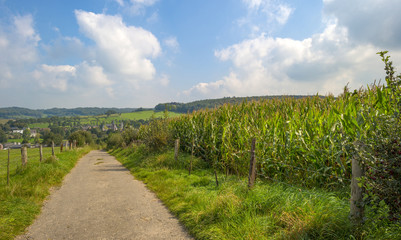 Fototapeta na wymiar Road along a field with corn in summer