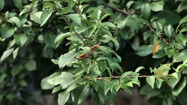 butterfly on the leaf of a tree
