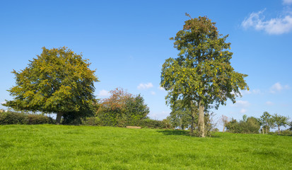 Fototapeta na wymiar Fruit tree in a meadow in summer