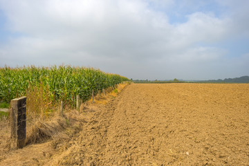 Obraz premium Corn growing on a field in summer
