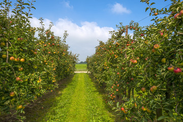 Orchard with fruit trees in a field in summer