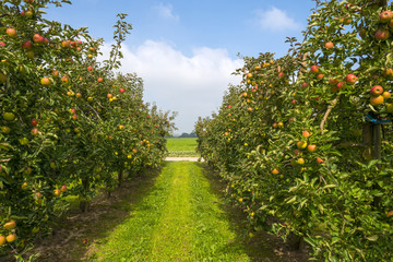 Orchard with fruit trees in a field in summer