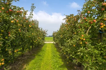 Fotobehang Zomer Boomgaard met fruitbomen in een veld in de zomer
