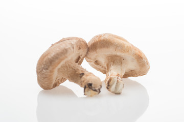 Fototapeta premium しいたけ