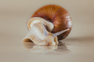snail, Bright, shell, sticky