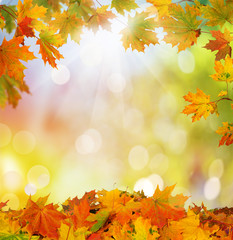 autumn background